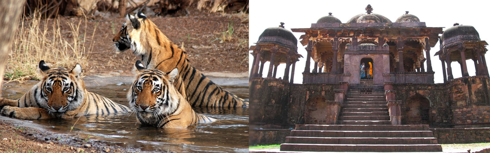 Ranthambore Tour Package 