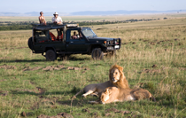 Kenya Safari Tour