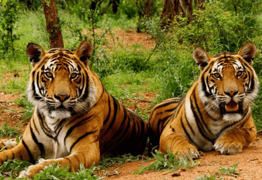 Nainital Corbett Tour
