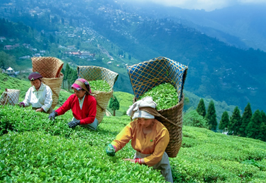 Darjeeling Gangtok Tour